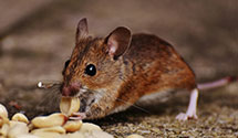 24 Hour & Emergency Exterminators in Lilly Park, WV